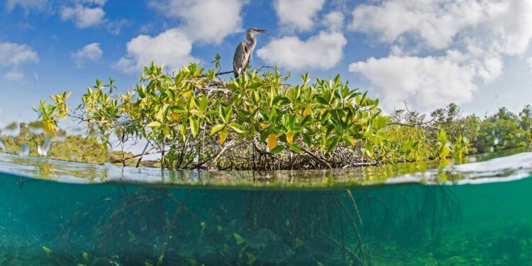 Conservons la mangrove 2 - Le Progrès Egyptien Conservons la mangrove 1 - Le Progrès Egyptien