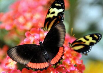 Colombie : Plus grand nombre d’espèces de papillons
