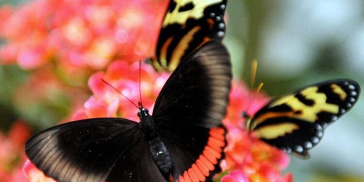 Colombie : Plus grand nombre d’espèces de papillons 1 - Le Progrès Egyptien