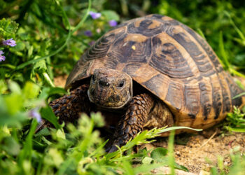 Combien de temps vit une tortue ?