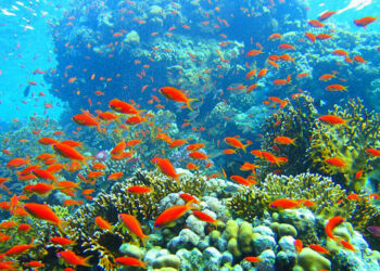 Mauvaises perspectives pour la Grande Barrière