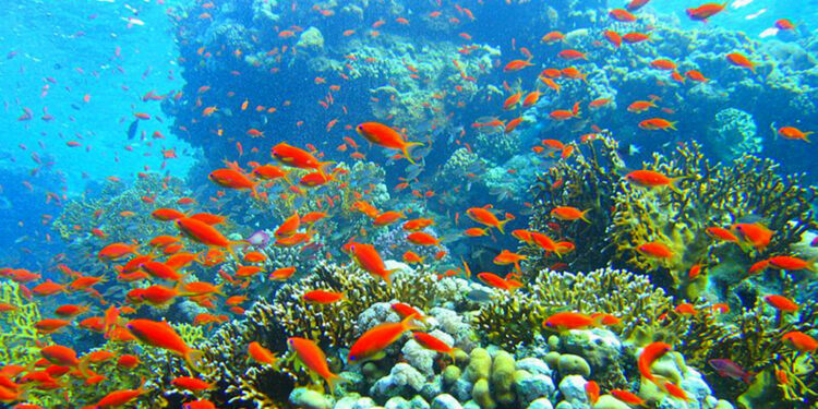 Mauvaises perspectives pour la Grande Barrière 2 - Le Progrès Egyptien Mauvaises perspectives pour la Grande Barrière 1 - Le Progrès Egyptien