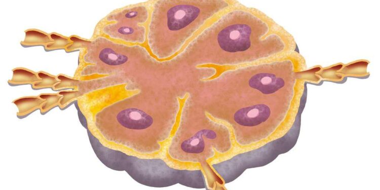 Le vaccin, une protection à vie contre le coronavirus ? 2 - Le Progrès Egyptien Le vaccin, une protection à vie contre le coronavirus ? 1 - Le Progrès Egyptien