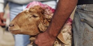 Grand-Baïram : A l’heure de la joie 9 - Le Progrès Egyptien