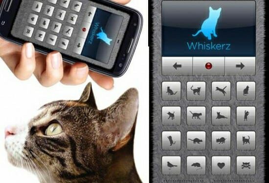 Si on conversait avec nos chats ?! 2 - Le Progrès Egyptien Si on conversait avec nos chats ?! 1 - Le Progrès Egyptien