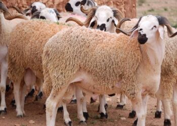 Tout prêt pour la fête