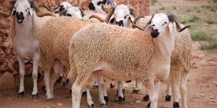 Tout prêt pour la fête 2 - Le Progrès Egyptien Tout prêt pour la fête 1 - Le Progrès Egyptien