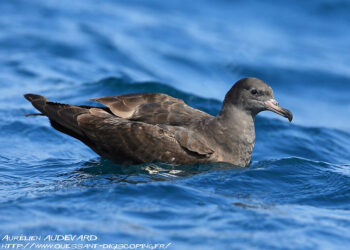 Protéger les oiseaux marins