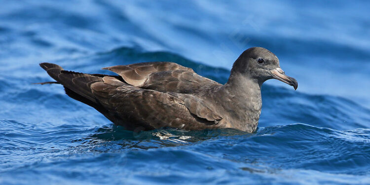 Protéger les oiseaux marins 1 - Le Progrès Egyptien Puffin à pieds pâles. Famille des Procellariidés. Ordre : Procellariiformes