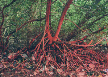 Plongée dans une soupe de plastique