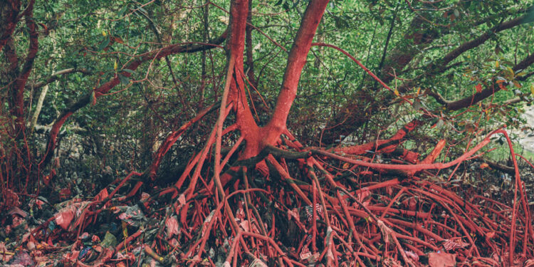 Plongée dans une soupe de plastique 2 - Le Progrès Egyptien Plongée dans une soupe de plastique 1 - Le Progrès Egyptien