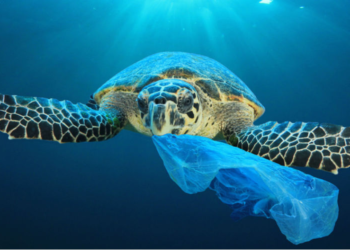 Les sacs plastiques menacent toujours