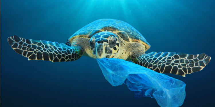 Les sacs plastiques menacent toujours 2 - Le Progrès Egyptien Les sacs plastiques menacent toujours 1 - Le Progrès Egyptien