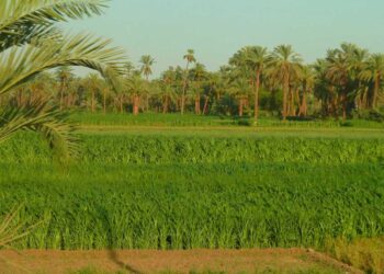 Vers une Egypte verte
