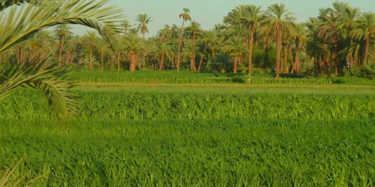 Vers une Egypte verte 1 - Le Progrès Egyptien