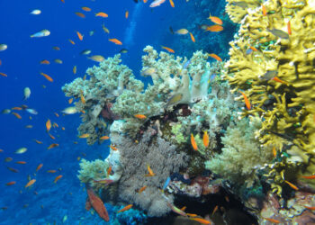 Mer Rouge : Les coraux résistants aux hautes températures