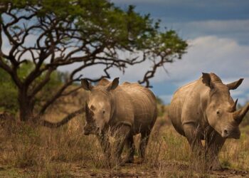 Afrique du Sud : Hausse du nombre de rhinocéros tués