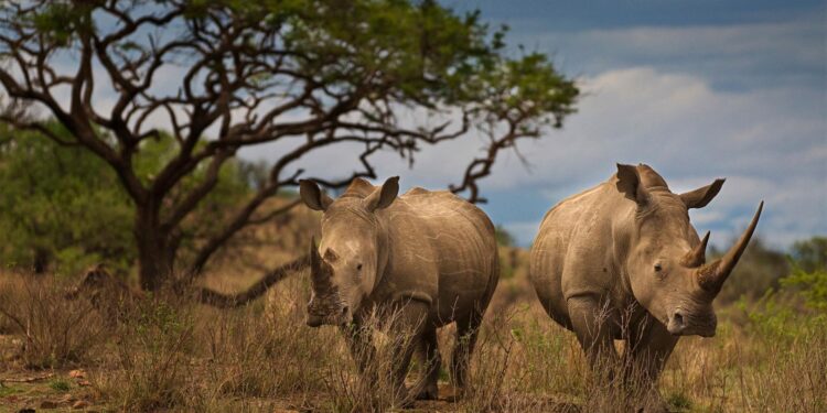 Afrique du Sud : Hausse du nombre de rhinocéros tués 1 - Le Progrès Egyptien
