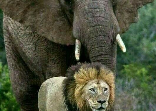 Lions et éléphants sont à protéger 1 - Le Progrès Egyptien