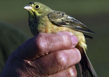 Des chasses traditionnelles d’oiseaux deviennent illégales