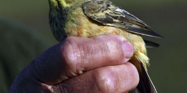 Des chasses traditionnelles d’oiseaux deviennent illégales 2 - Le Progrès Egyptien Des chasses traditionnelles d’oiseaux deviennent illégales 1 - Le Progrès Egyptien