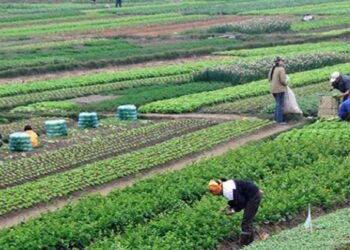 Agriculture : Promouvoir les investissements chinois