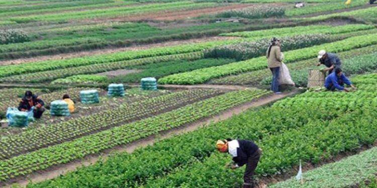 Agriculture : Promouvoir les investissements chinois 1 - Le Progrès Egyptien