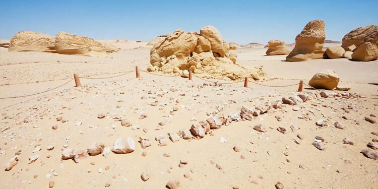 Découvrez la baleine à quatre pattes 2 - Le Progrès Egyptien Découvrez la baleine à quatre pattes 1 - Le Progrès Egyptien