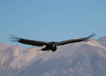 Quel est le plus grand rapace du monde ?
