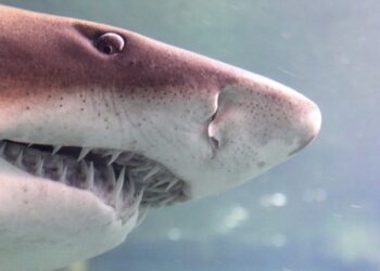 Combien de dents ont les requins ?