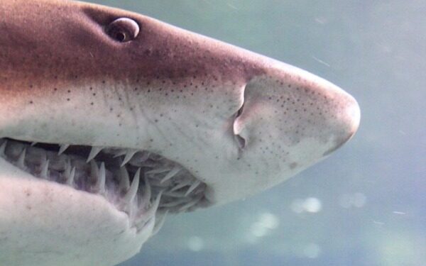 Combien de dents ont les requins ? 2 - Le Progrès Egyptien Combien de dents ont les requins ? 1 - Le Progrès Egyptien