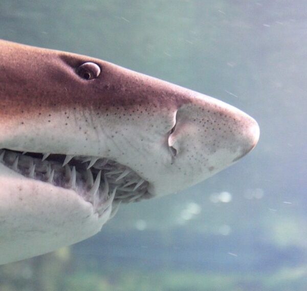 Combien de dents ont les requins ? 1 - Le Progrès Egyptien