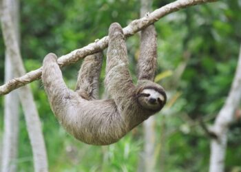 Quel est l’animal le plus lent ?