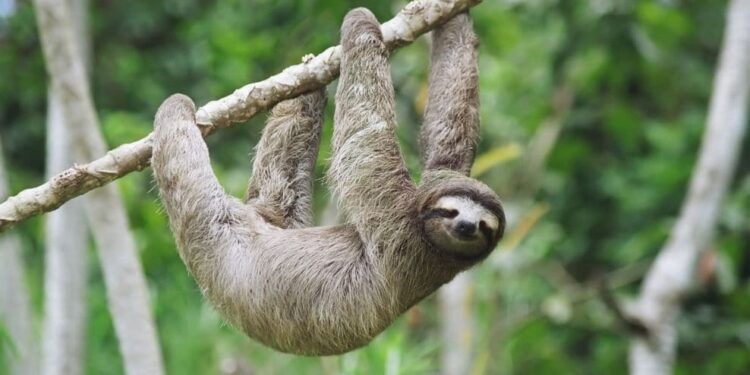 Quel est l’animal le plus lent ? 1 - Le Progrès Egyptien