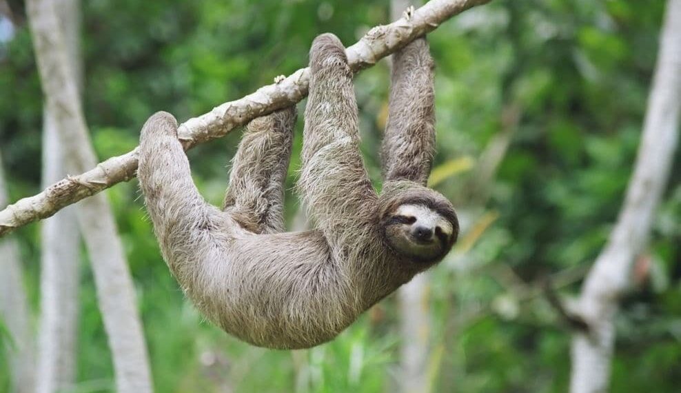 Quel est l’animal le plus lent ? 1 - Le Progrès Egyptien