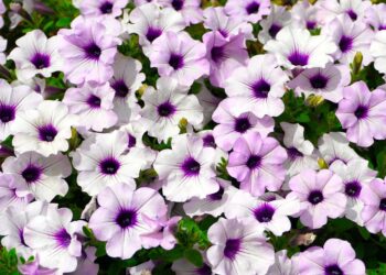 Les fleurs qui fleurissent tout l’été
