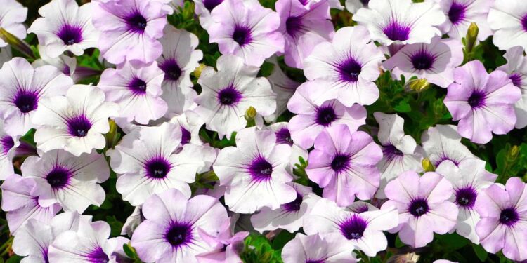 Les fleurs qui fleurissent tout l’été 2 - Le Progrès Egyptien Les fleurs qui fleurissent tout l’été 1 - Le Progrès Egyptien