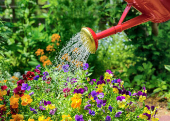 Prendre soin de ses plantes en été