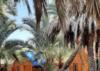 Siwa : Trop d’eau, en plein désert !