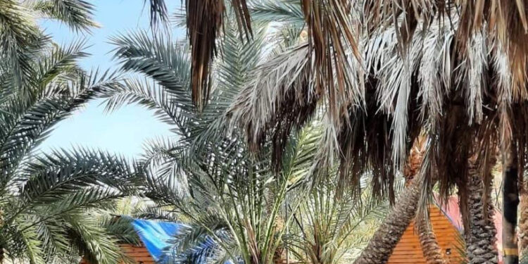 Siwa : Trop d’eau, en plein désert ! 2 - Le Progrès Egyptien Siwa : Trop d’eau, en plein désert ! 1 - Le Progrès Egyptien