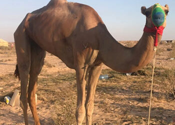 Al-Alamein : Le plus cher des chameaux dans une course