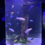 Trip Advisor : Le Grand Aquarium d’Hurghada parmi les 10 meilleurs au monde 5 - Le Progrès Egyptien