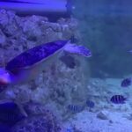 Trip Advisor : Le Grand Aquarium d’Hurghada parmi les 10 meilleurs au monde 7 - Le Progrès Egyptien