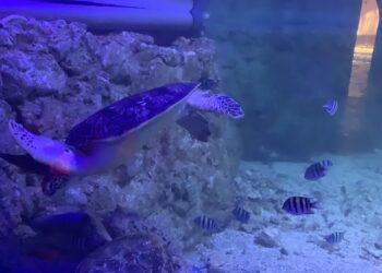 Trip Advisor : Le Grand Aquarium d’Hurghada parmi les 10 meilleurs au monde