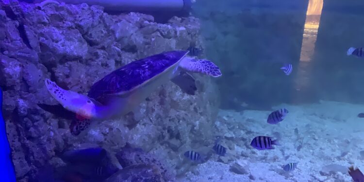 Trip Advisor : Le Grand Aquarium d’Hurghada parmi les 10 meilleurs au monde 1 - Le Progrès Egyptien