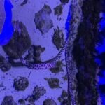 Trip Advisor : Le Grand Aquarium d’Hurghada parmi les 10 meilleurs au monde 3 - Le Progrès Egyptien