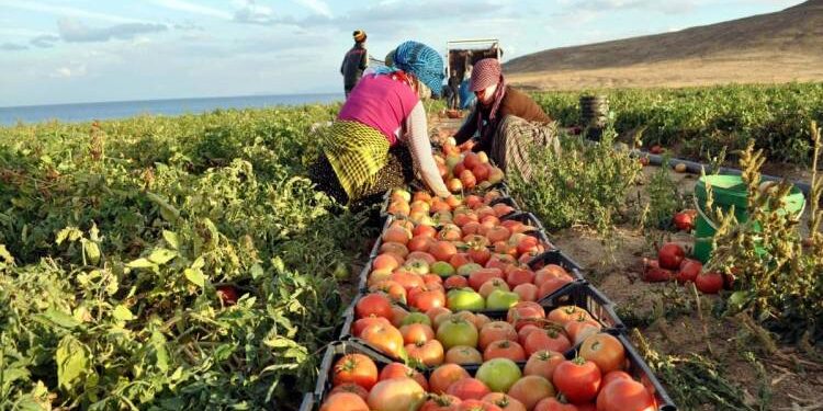 Exportations agricoles : Hausse à plus de 4,3 millions de tonnes 1 - Le Progrès Egyptien