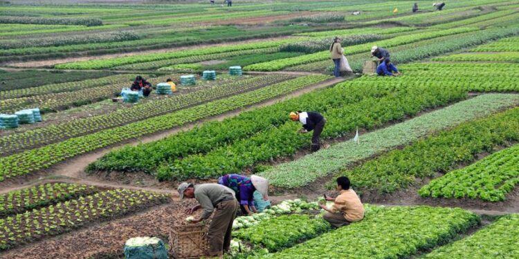 Covid : Le secteur agricole n’a pas été affecté 2 - Le Progrès Egyptien Covid : Le secteur agricole n’a pas été affecté 1 - Le Progrès Egyptien