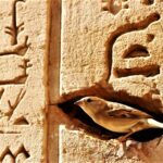 De retour aux temples, les oiseaux retrouvent leurs maisons d’origine ! 8 - Le Progrès Egyptien De retour aux temples, les oiseaux retrouvent leurs maisons d’origine ! 7 - Le Progrès Egyptien