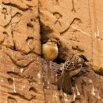 De retour aux temples, les oiseaux retrouvent leurs maisons d’origine ! 10 - Le Progrès Egyptien De retour aux temples, les oiseaux retrouvent leurs maisons d’origine ! 9 - Le Progrès Egyptien